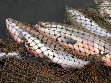 У 2017 в Черкасах спіймали 16 рибалок-браконьєрів