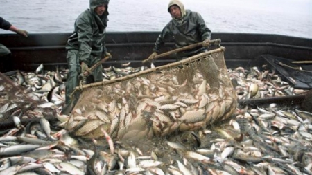 Черкаські підприємства серед лідерів за виловом риби