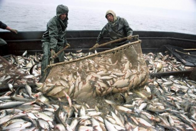Черкаські підприємства серед лідерів за виловом риби