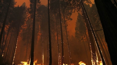 На Черкащині у 5 разів зросли штрафи за сміття та необережне поводження з вогнем у лісі