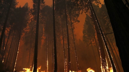 На Черкащині у 5 разів зросли штрафи за сміття та необережне поводження з вогнем у лісі