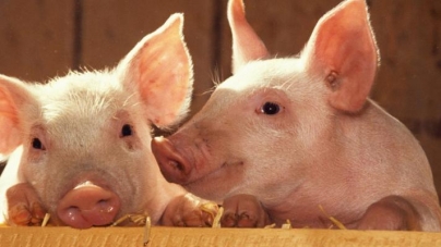 На черкаських фермах скоротилося поголів’я свиней