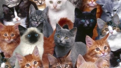 До всесвітнього дня котів у Черкасах стартує фестиваль