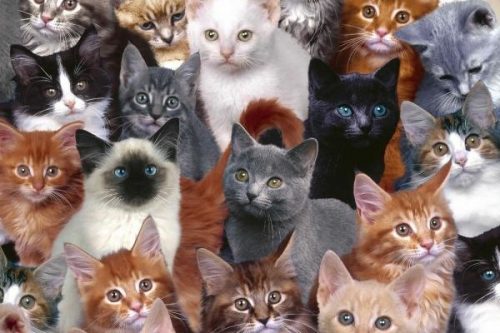 До всесвітнього дня котів у Черкасах стартує фестиваль