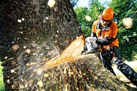 На Черкащині підприємець незаконно вирубав дерев на понад 1,6 млн грн