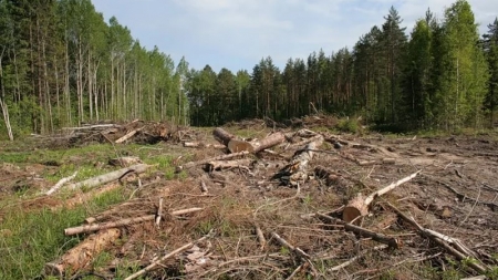Шполяни вирубали лісу на суму майже 1,5 млн грн
