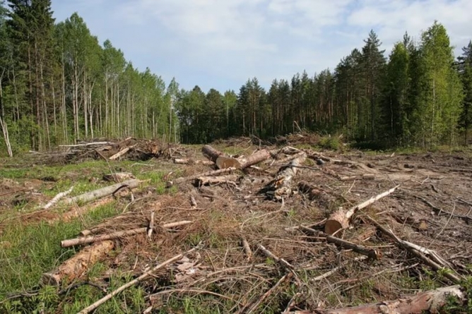 Шполяни вирубали лісу на суму майже 1,5 млн грн