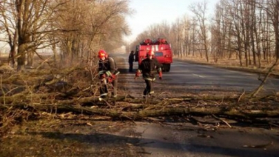 На Черкащині повалене вітром дерево перекрило частину дороги