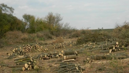 На Черкащині невідомі вирубали дерев на понад 170 тисяч гривень