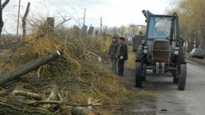 Старі дерева на Шполянщині створюють загрозу для людей