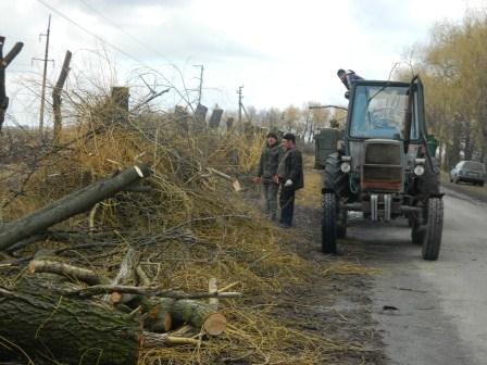 Старі дерева на Шполянщині створюють загрозу для людей
