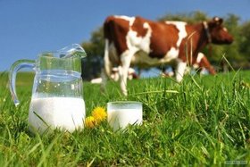 На Черкащині зменшилось виробництво молока
