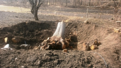 На Черкащині чоловіка вбило дерево