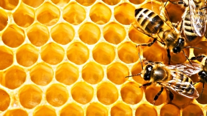У 2016 на Черкащині виробили 1, 7 тис тонн меду