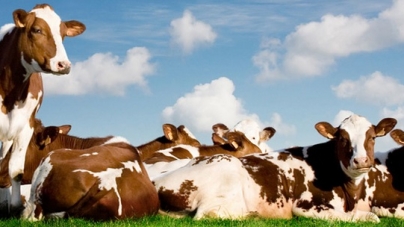 На Черкащині зафіксували приріст поголів’я худоби