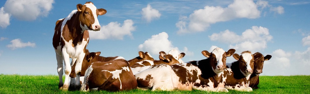 На Черкащині зафіксували приріст поголів’я худоби