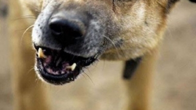 На Черкащині скажений собака покусав чоловіка