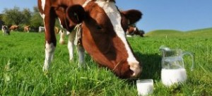 На Черкащині впало виробництво молока вперше за 10 років