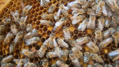 Бджолярі просять сільгоспвиробників поберегти бджіл
