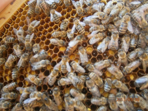 Бджолярі просять сільгоспвиробників поберегти бджіл
