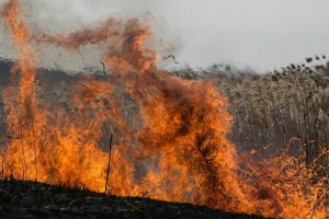 Екологи порахували збитки від пожежі у «Липівському» заказнику