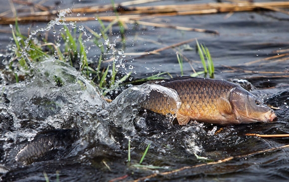 Відсьогодні на Черкащині нерестова заборона на вилов риби