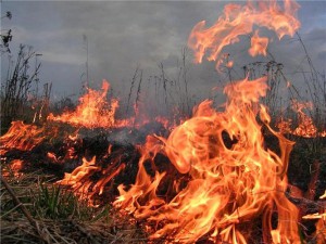 Екологи попереджають про початок пожежонебезпечного періоду