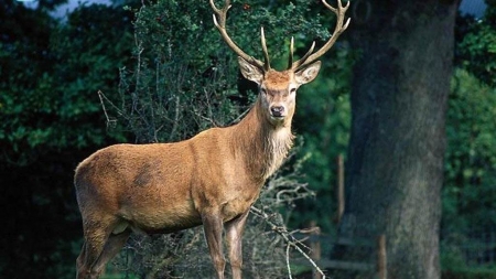 Черкаські браконьєри застрелили благородного оленя