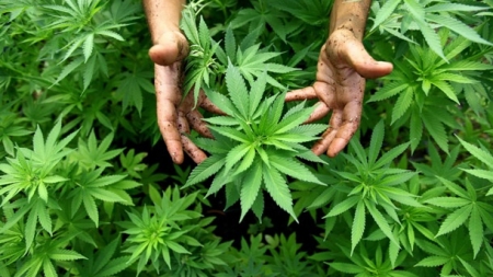 У жительки Чигиринщини поліцейські знайшли марихуану