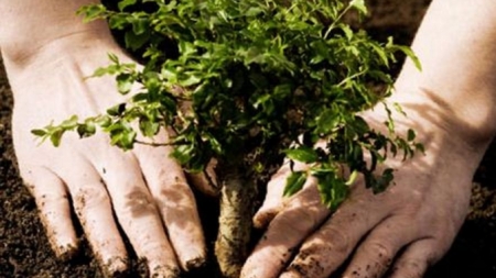 У Черкасах висаджують європейські види дерев