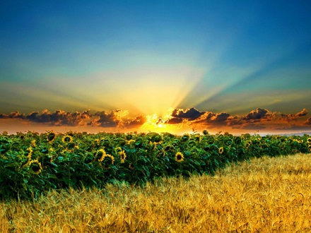 Черкащина – перша в Україні за обсягом виробництва сільгосппродукції