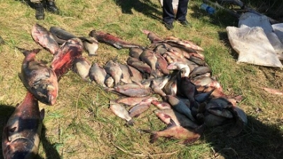 На Черкащині у браконьєрів вилучили 250 кг риби