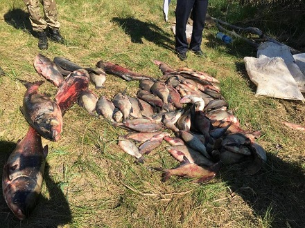 На Черкащині у браконьєрів вилучили 250 кг риби