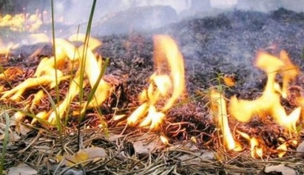 На Черкащині уп’ятеро зріс штраф за порушення правил пожежної безпеки в лісах