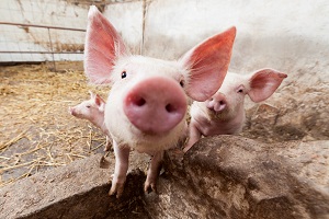 Ариканську чуму свиней виявили у Городищі