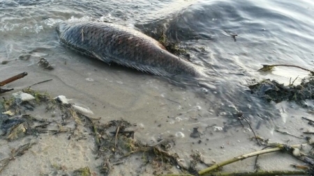 На Черкащині виявили масову загибель риби