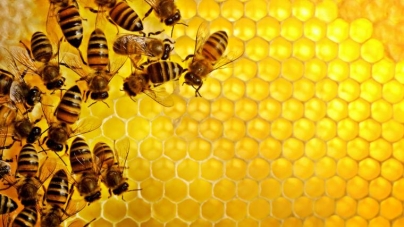 Бджолярі Черкащини просять аграріїв не завдавати шкоди бджолам