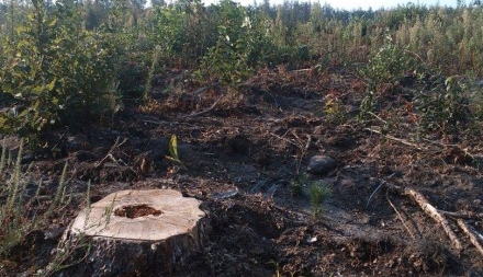 На Черкащині невідомі зрубали понад 370 дерев