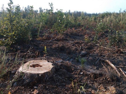 На Черкащині невідомі зрубали понад 370 дерев