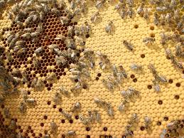 Поліція розслідує масовий мор бджіл на Черкащині
