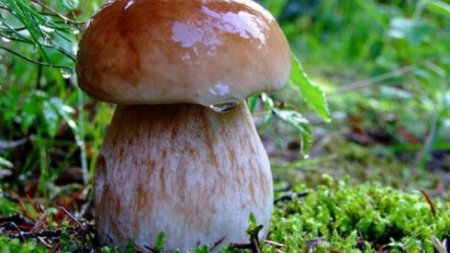 У лісах Черкащини з’явилися аномальні гриби