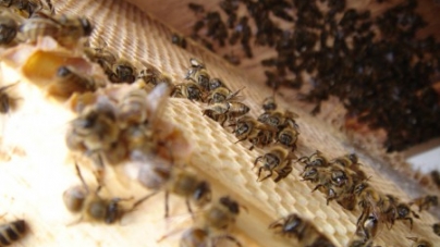 На підприємстві, яке підозрювали в морі бджіл, замовили лабораторні дослідження