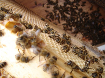 На підприємстві, яке підозрювали в морі бджіл, замовили лабораторні дослідження