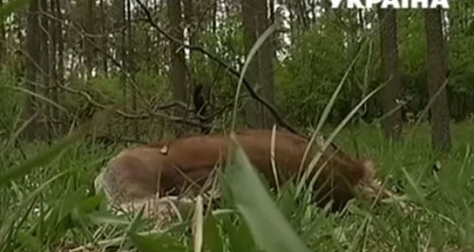 На Черкащині браконьєри застрелили оленя