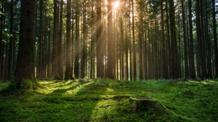 Незаконно приватизовану лісову ділянку на Черкащині повернули державі
