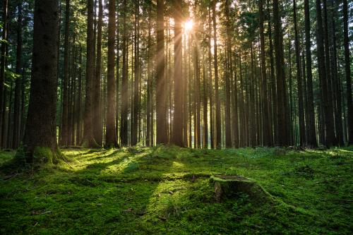 Незаконно приватизовану лісову ділянку на Черкащині повернули державі