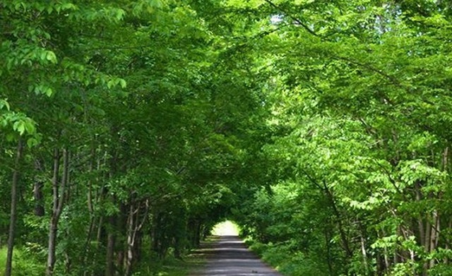 На Черкащині є незвичайний «лісовий тунель»