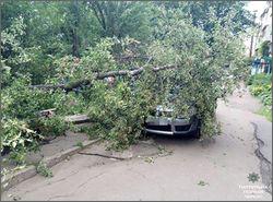 У Черкасах впало дерево та пошкодило автомобіль