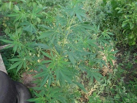 Черкащанин вирощував наркотичні рослини у себе на городі