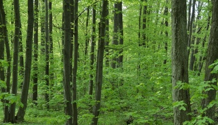 Близько 1400 гектарів нового лісу висадили на Черкащині
